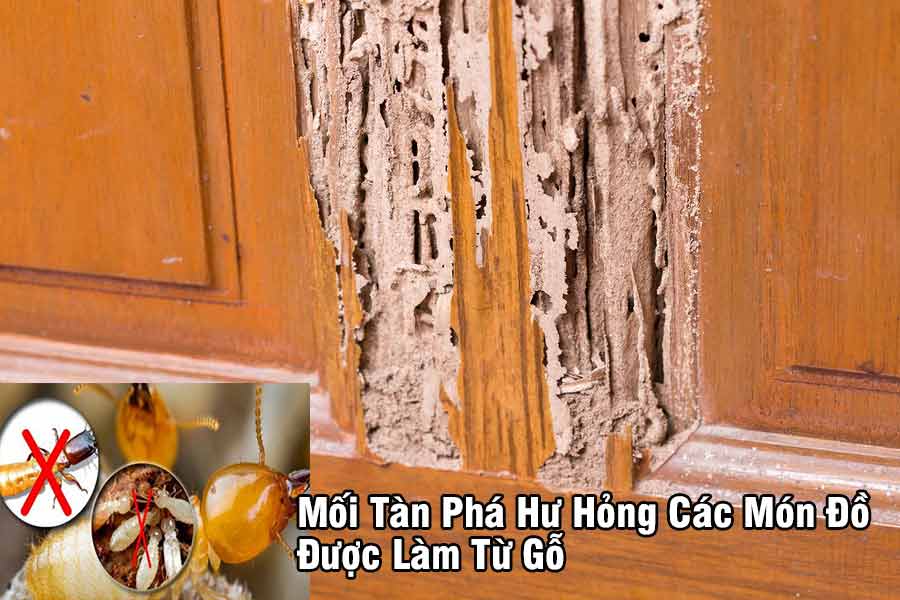 Tác hại của mối