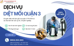 Dịch vụ diệt mối Quận 3 TP.HCM