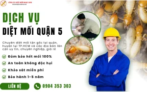 Dịch vụ diệt mối quận 5 TP.HCM