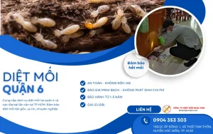 Ngọc Sơn - dịch vụ diệt mối quận 6 TP HCM uy tín