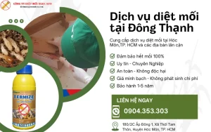 Dịch vụ diệt mối tại Đông Thạch - Hóc Môn