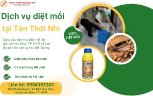 Dịch vụ diệt mối tại Tân Thới Nhì - Hóc Môn
