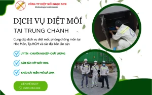 Dịch vụ diệt mối tại Trung Chánh huyện Hóc Môn