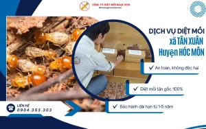 Dịch vụ diệt mối tại xã Tân Xuân huyện Hóc Môn