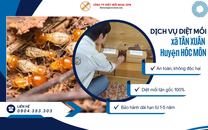Dịch vụ diệt mối tại xã Tân Xuân huyện Hóc Môn