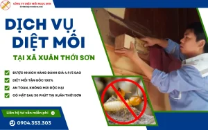 dịch vụ diệt mối tại Xuân Thái Sơn - Hóc Môn