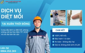 Dịch vụ diệt mối tại Xuân Thới Đông - Hóc Môn