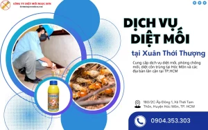 Dịch dụ diệt mối tại Xuân Thới Thượng - Hóc Môn