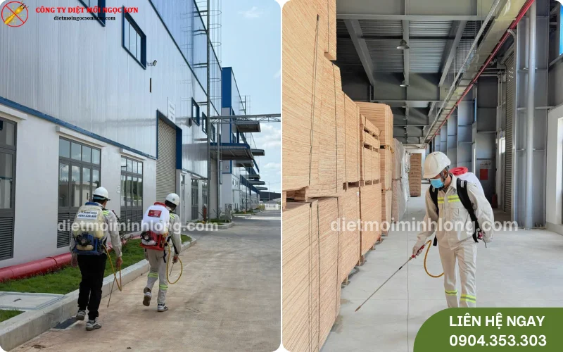 Diệt mối cho khu công nghiệp tại Đông Thạch