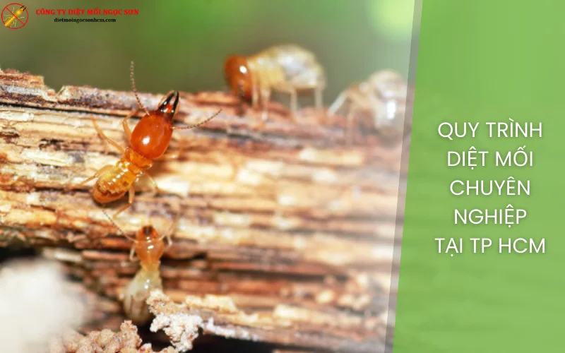 Quy trình diệt mối chuyên nghiệp tại TP HCM