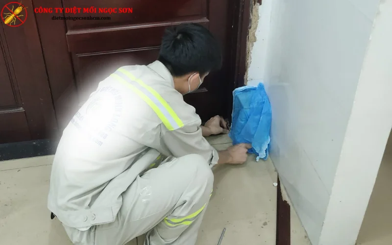 Quy trình diệt mối tại Trung Chánh chuyên nghiệp