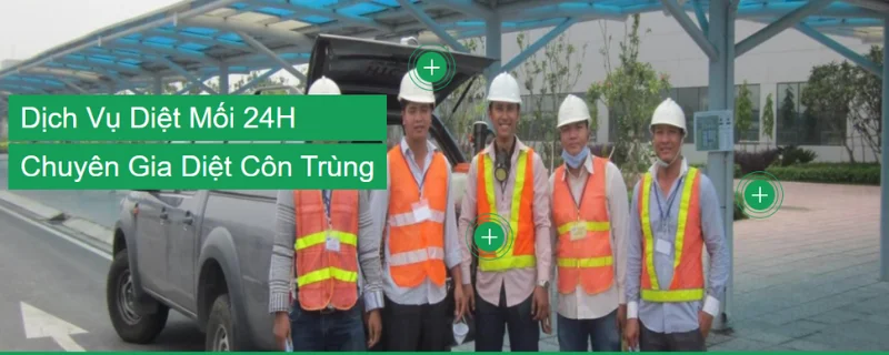 Công ty diệt mối 24H