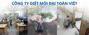 Công ty diệt mối đại toàn việt