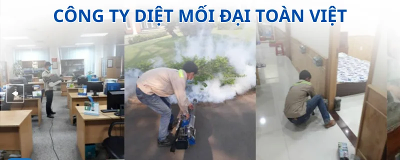 Công ty diệt mối đại toàn việt