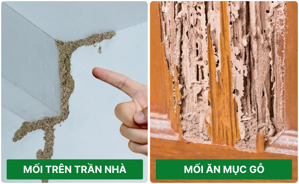 Dấu hiệu nhận biết mối: Trần nhà, gỗ mục