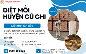 Dịch vụ diệt mối huyện Củ Chi
