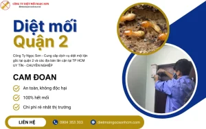 dịch vụ diệt mối quận 2