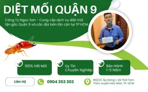 Dịch vụ diệt mối quận 9 uy tín số 1
