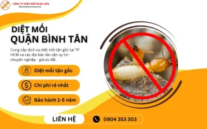 Dịch vụ diệt mối quận Tân Bình TP HCM uy tín nhất hiện nay