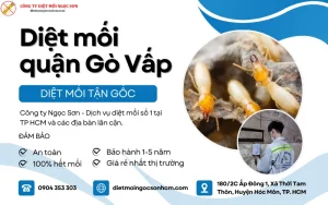 Dịch vụ diệt mối quận gò vấp