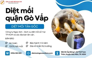 Dịch vụ diệt mối quận Gò Vấp uy tín số 1