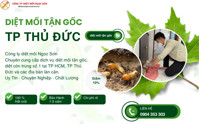 Dịch vụ diệt mối tận gốc tại Thủ Đức