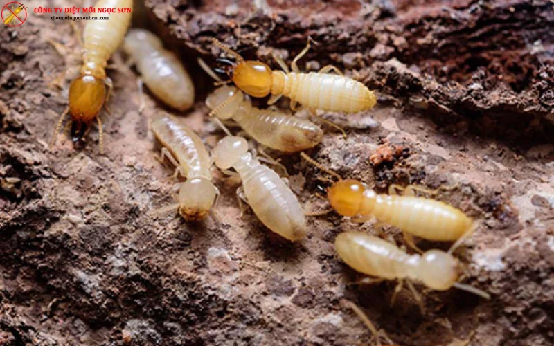 Dịch vụ diệt mối tận gốc