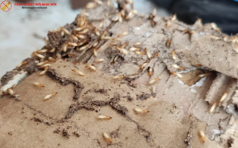 Diệt mối tận gốc