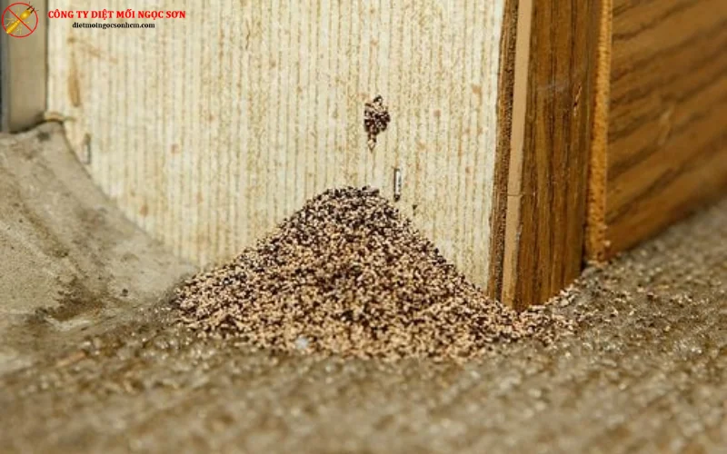 Phân mối - dấu hiệu nhận biết có mối trong nhà