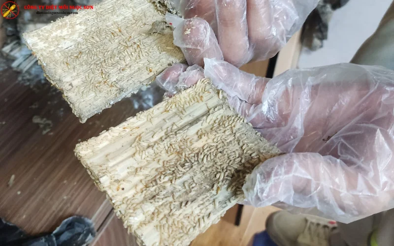 Quy trình diệt mối tại Quận 8 bài bản, chuyên nghiệp