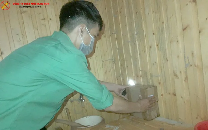 Quy trình diệt mối tại quận Tân Bình chuyên nghiệp, hiệu quả