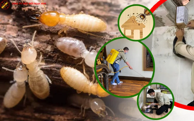 Quy trình diệt mối quận Tân Phú chuyên nghiệp của công ty Ngọc Sơn