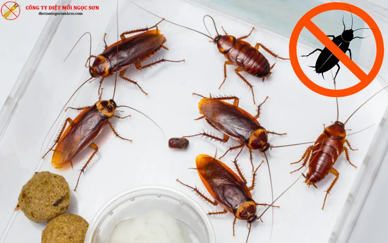 Dịch vụ diệt gián uy tín