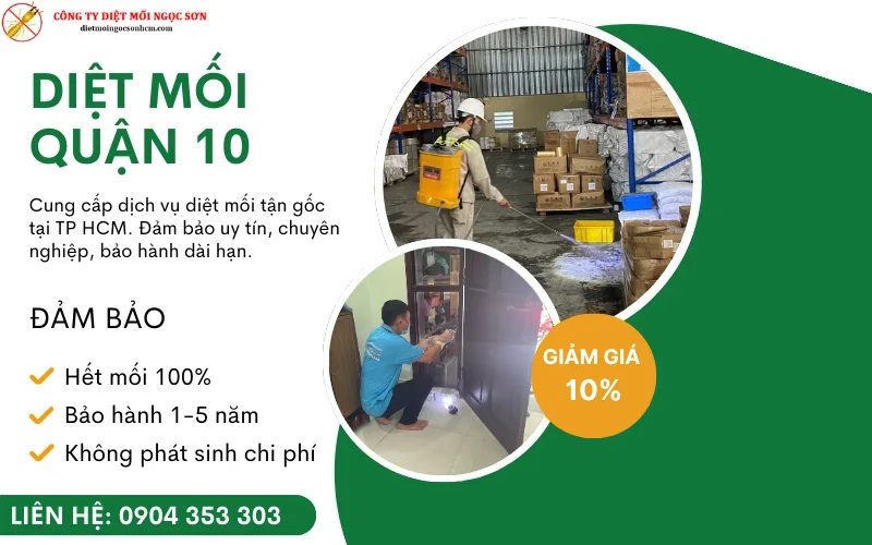 dịch vụ diệt mối quận 10 tận gốc