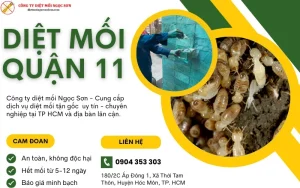 Dịch vụ diệt mối Quận 11 tận gốc, không tái phát