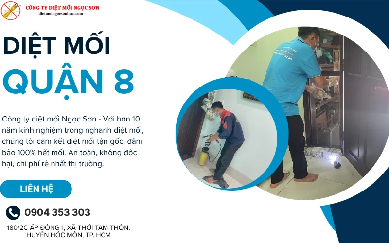 Dịch vụ diệt mối quận 8 tận gốc