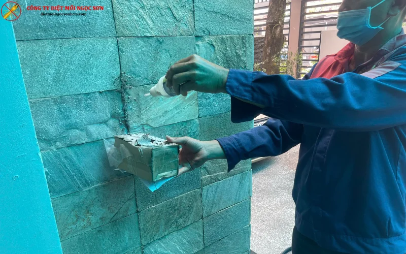 Quy trình diệt mối bằng phương pháp đặt hộp khử mối